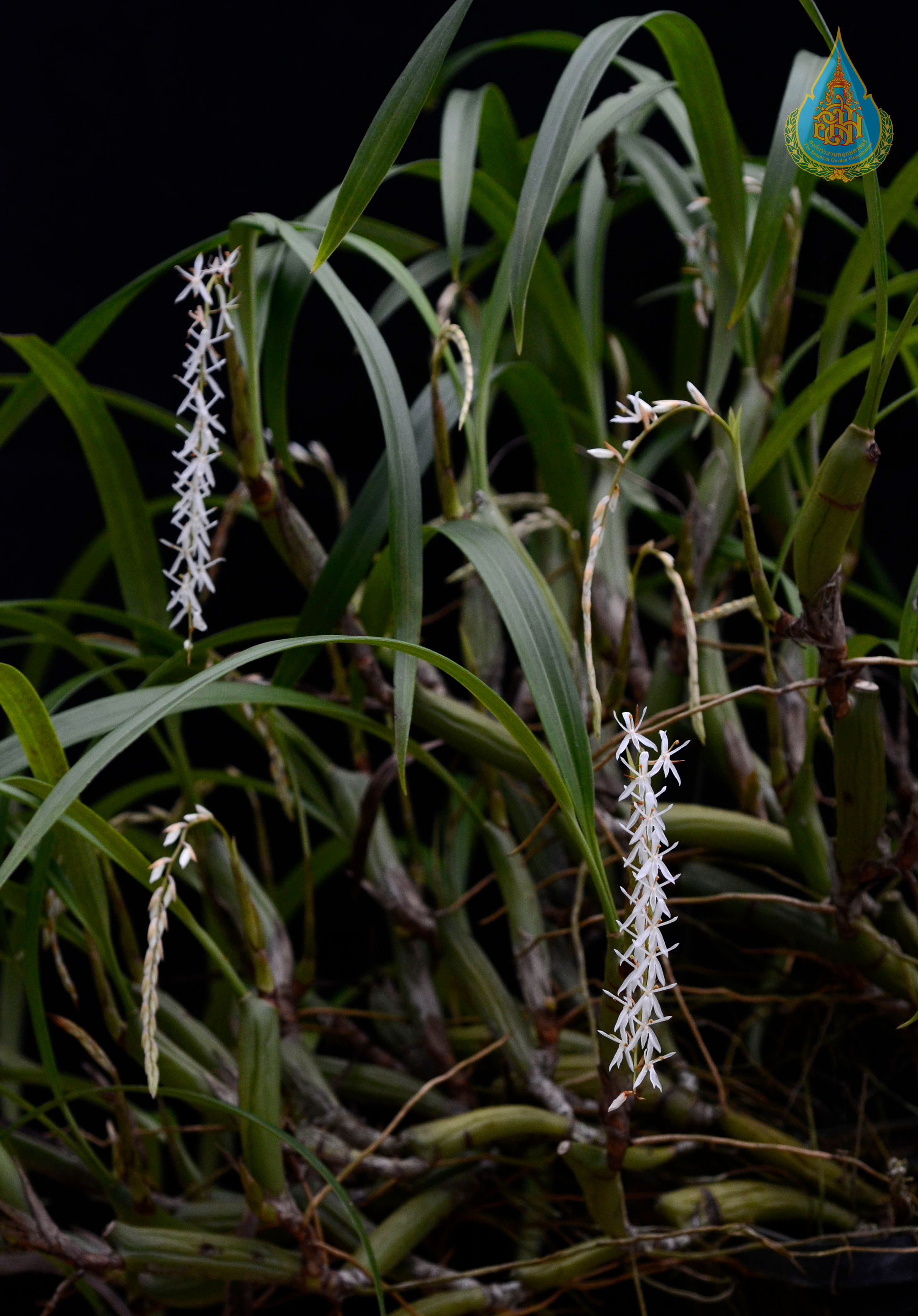 สร้อยระย้า Otochilus fuscus Lindl.<br/>ORCHIDACEAE